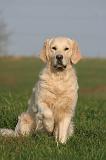 GOLDEN RETRIEVER 1042